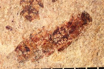Media type: image;   Entomology PALE-20660
